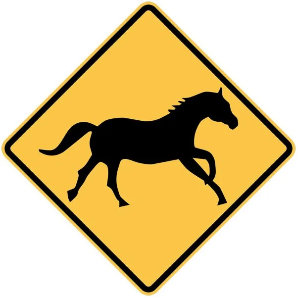WILD HORSE